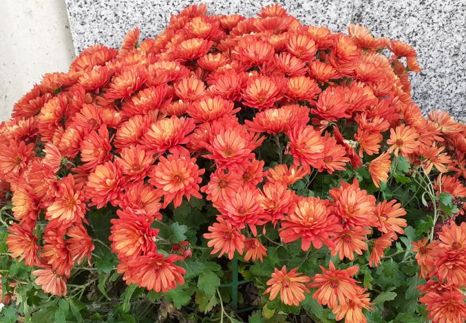 NETTOYAGE ET ENTRETIEN DE SEPULTURE