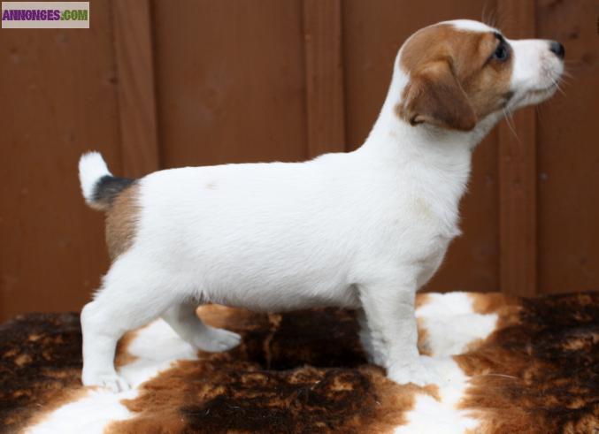 Chiots jack russels