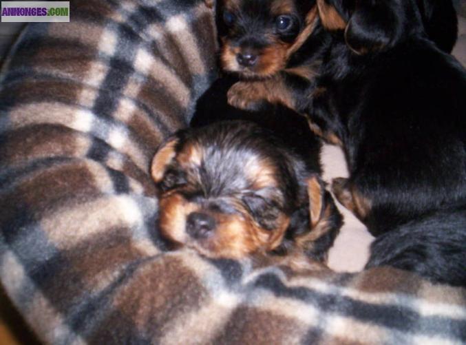 4 Très Beaux Chiots De Race Yorkshire Terrier