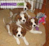 Chiots cavalier king charles