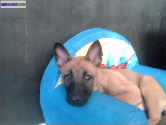 Chiot malinois