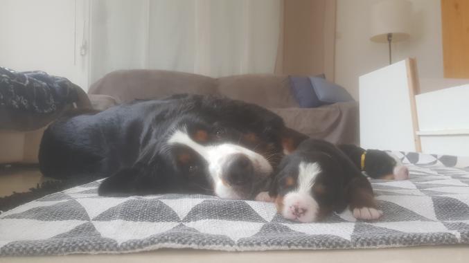 Superbes chiots Bouvier Bernois à vendre