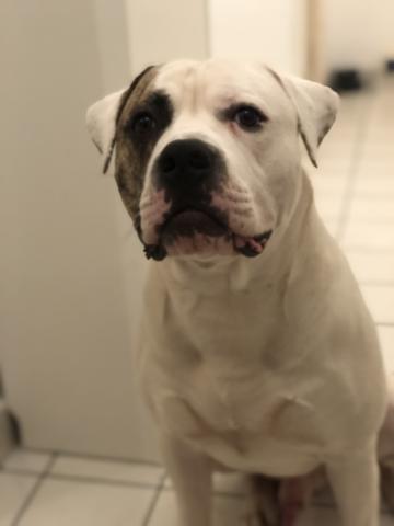 Bouledogue américain