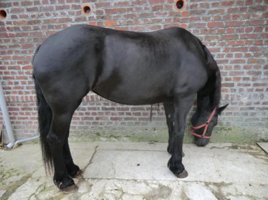 Belle Jument frison de 4 ans pleins papiers