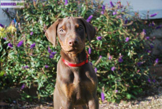 Dobermann exc origines