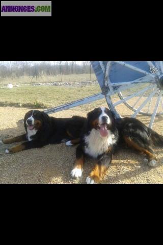 CHIOTS BOUVIER BERNOIS LOF