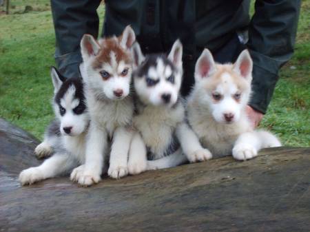 Chiots husky siberie disponible non lof