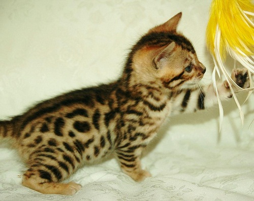 2 Magnifiques chatons Bengal male et femelle adopter