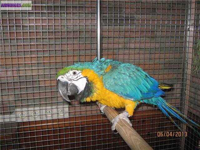 Perroquet aras ararauna femelle