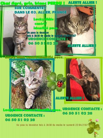 Chat tigré perdu dans l'allier