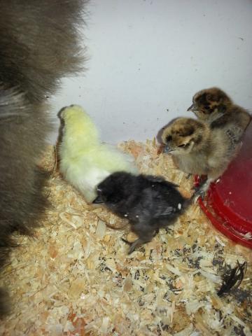 Poussins Nègre de Soie