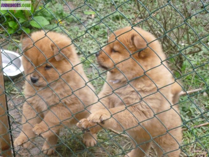 Chiot type chow chow