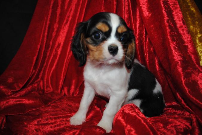 J'offre chiot cavalier charles kings