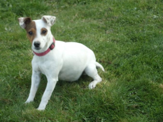Donne femelle jack russel