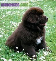 Chiots type terre neuve noir et marron