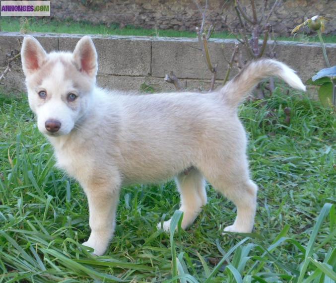 Husky siberiens inscrit au lof
