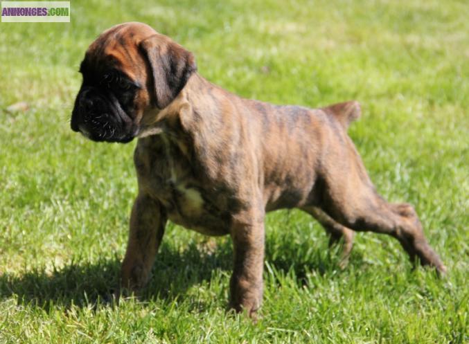Chiot boxer LOF