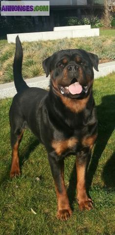 Chien male gros gabarit dispo pour saillie