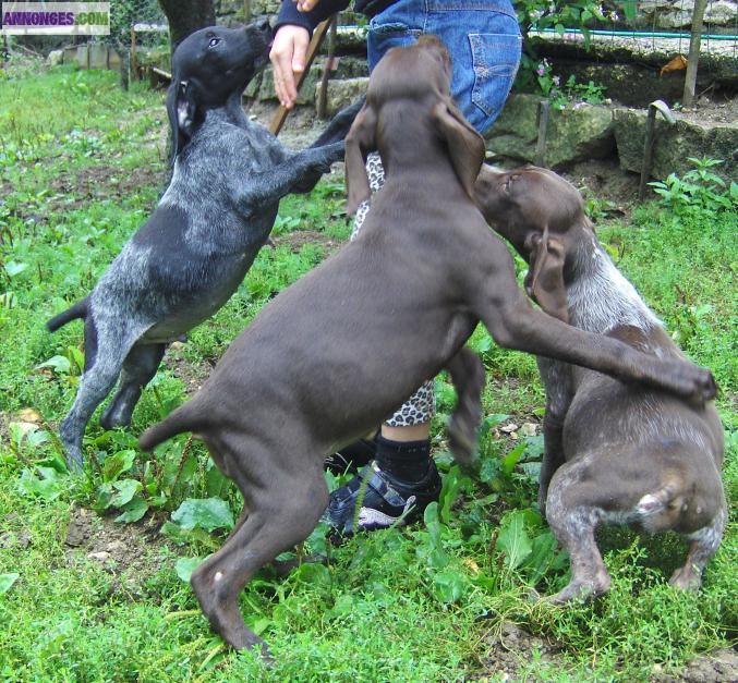 Chiot type braque allemand