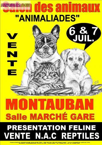 Salont du chiot et du chaton Bergrac 6 et 7 juillet montauban