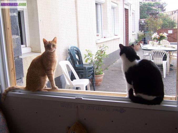 Pension pour chats tous conforts