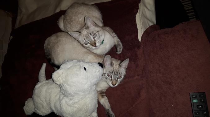 Urgent donne 2 chats femelle