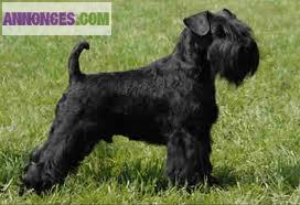 Chiots schnauzer Nain noir et blanc L.O.F