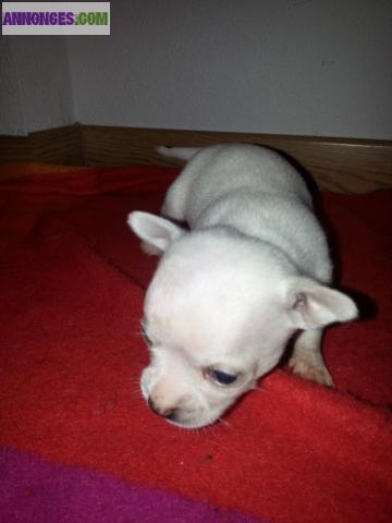 Chiots type chihuahua