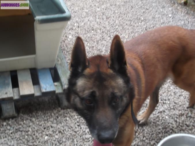 Berger belge malinois