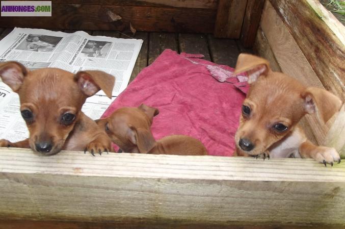 Vend type pinscher nain