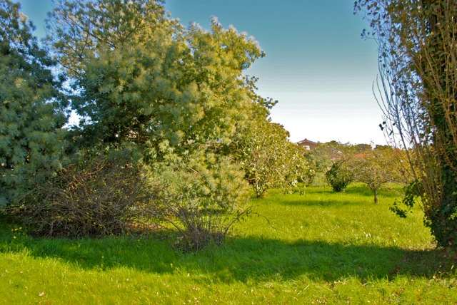 Maison sur terrain arboré