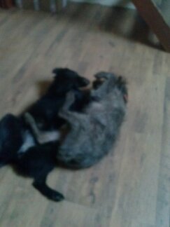 RECHERCHE chienne croisé labrador noire