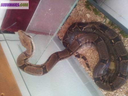 Serpent boa constrictor 2m50 + terrarium