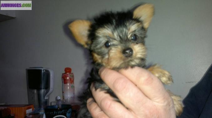 Chiot femelle type york non lof