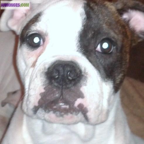 Type bouledogues américain type bully