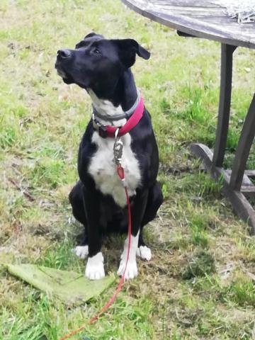 Donne contre bon soins 