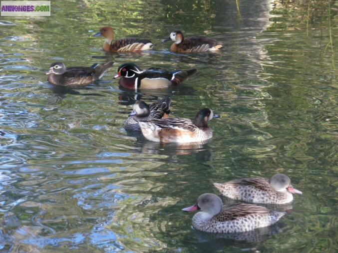 Canards d'ornement