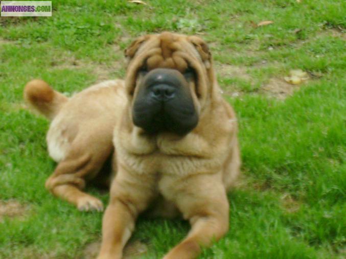 Sharpei
