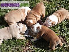 Quatre chiots bulldog Englais disponible