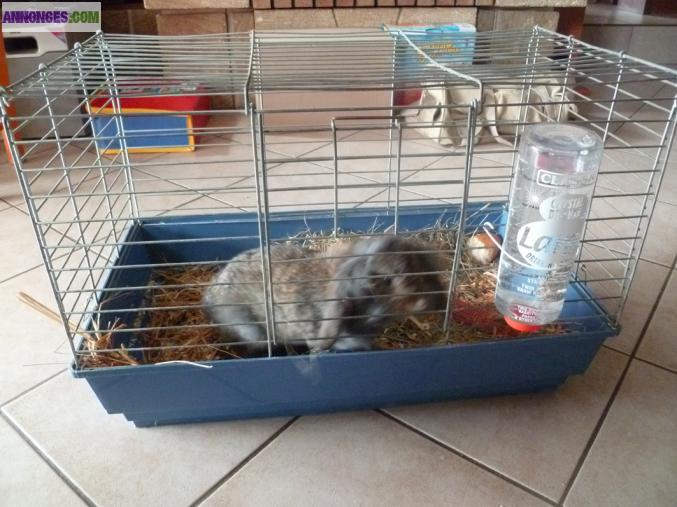 VENDS CAGE A LAPIN NAIN