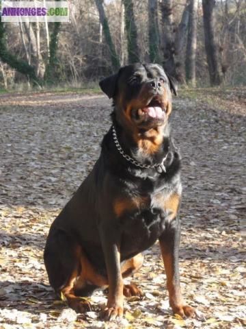 Saillie rottweiler lof