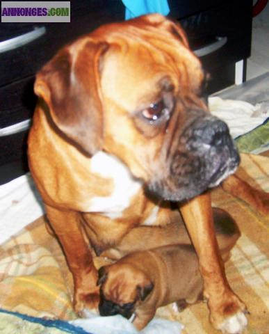  chiot type boxer
