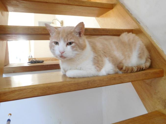 Orion, ronrons et câlins non stop