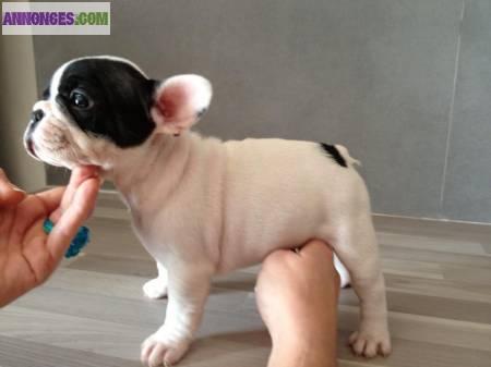 Chiot de type bouledogue français a adopter