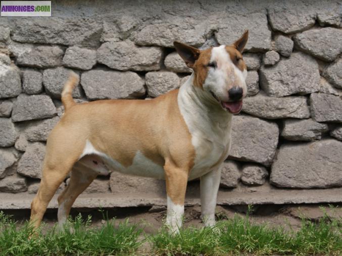Bull Terrier LOF