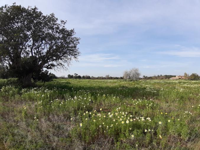 Finca Rústica pour la vente en Cas Concos, Mallorca