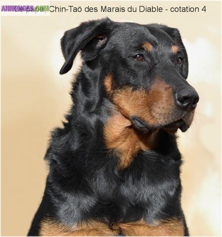 Chiot Beauceron LOF