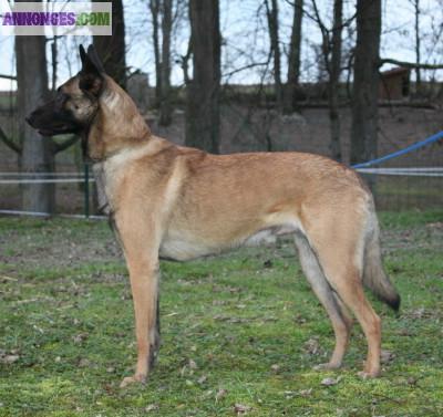 Saillie berger malinois LOF : Etalons