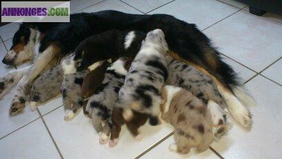 Chiot Berger Australien