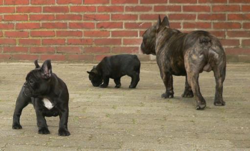 Beaux chiots bouledogue français